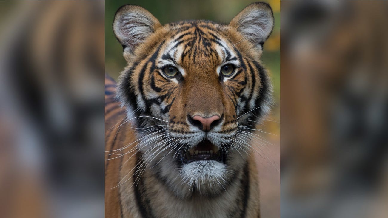 Tiger at NYC Zoo Tests Positive for Coronavirus